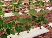 Agricultura patenta un software para la gestión automática de invernaderos hidropónicos