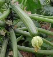 CALABACÍN (Cucurbita pepo L.
