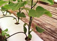 Una empresa holandesa desarrolla en España un proyecto de cultivo con ahorro 50% agua