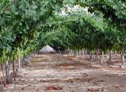 Los viticultores ya pueden asegurar su cosecha