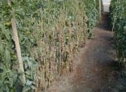Expertos de Arizona desarrollan un nuevo biofungicida contra Phytium y Phytophtora