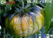 Frutas Caparrós presenta una nueva variedad de tomate verde asurcado en Madrid