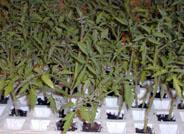 Semilleros El Plantel incorpora una nueva cámara de germinación única en España para mejorar la productividad de las semillas