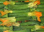 Las flores del calabacín, un placer de la cultura culinaria