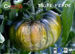 Caparrós Nature firma un acuerdo para la comercialización de tomate tigre verde en Carrefour