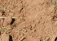 Almería es de las zonas europeas con menor contaminación del suelo agrícola