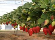 IFAPA amplía su Red de Información Agroclimática con una nueva estación meteorológica
