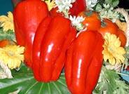 Tejas, nueva variedad de pimiento Lamuyo Rojo resistente al virus del mosaico del tabaco y el bronceado del tomate de Enza Zaden
