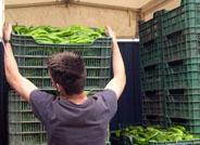 Andalucía recibe 17,1 millones para programas agrícolas, ganaderos y de desarrollo rural