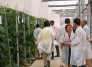 De Ruiter Semillas estudia más de cien variedades de semillas hortícolas resistentes a virus