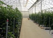 La producción agraria andaluza superó en 2006 los 10,7 millones, segundo valor histórico