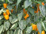 Puxeu espera alcanzar este año un acuerdo para armonizar la normativa europea de residuos en hortofrutícolas