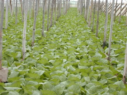 El MARM analiza con los distintos sectores implicados la situación de la protección de las obtenciones vegetales