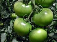 Sube el consumo de frutas y hortalizas frescas en el hogar y baja el gasto hasta septiembre de este año