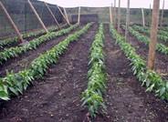 UAL impulsa un centro de tecnologías agrícolas en Bolivia, basándose en su modelo de agricultura local