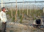 Agricultura no descarta las ayudas para daños del temporal que no están cubiertos por el seguro agrario