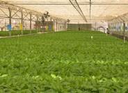 Científicos japoneses se interesan por un estudio de la UCO sobre agricultura