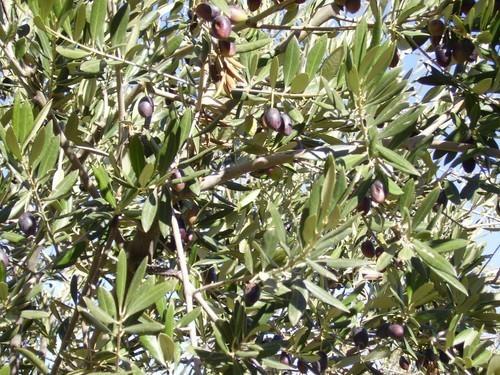 El sector calcula que la cosecha de aceite alcanzará 1.330.000 de toneladas a pesar del temporal