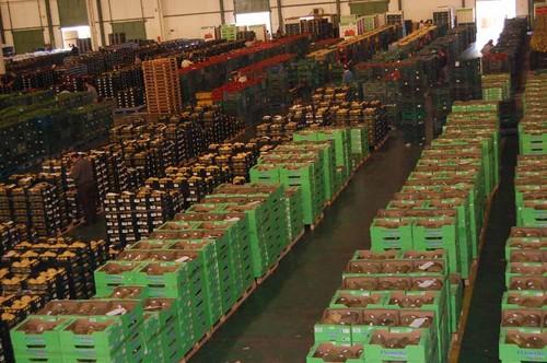 Agroponiente ofrecerá al mercado su producción de melón y sandía a partir de primeros de mayo