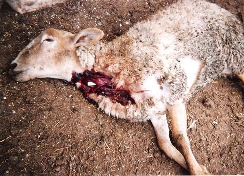 La Junta niega que la implantación del bolo provoque la muerte de animales