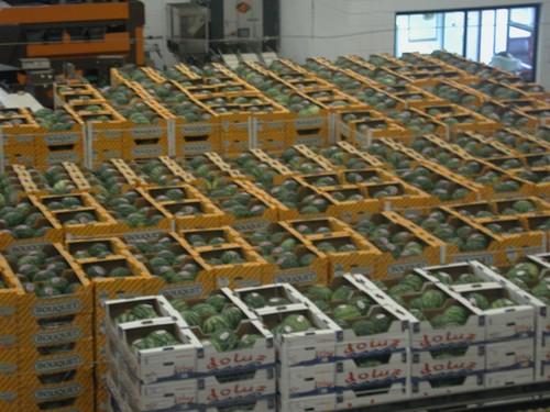 Hortyfruta abre la puerta a modificar la Norma de Calidad en lo referente al sabor de melón y sandía