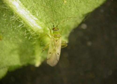 Tecnova estudia los efectos secundarios de productos fitosanitarios nuevos sobre la fauna auxiliar