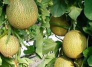 El melón no sube de 40 céntimos desde hace quince días