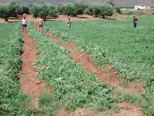 ASAJA, COAG, UPA y Cooperativas Agro-alimentarias logran que el Senado apoye sus propuestas en la Ley de Morosidad