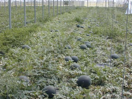 Murcia acogerá la Conferencia sobre la Agricultura europea y el crecimiento inteligente en el horizonte de la Estrategia Europa 2020