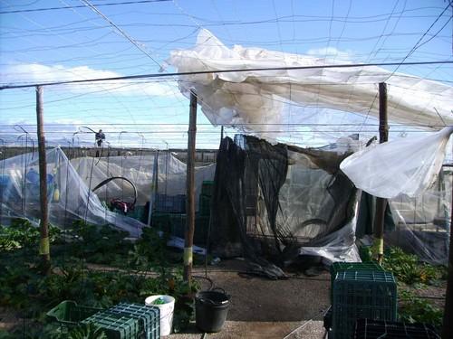 Los agricultores que tenían seguro de cultivo podrán cobrar las ayudas por el temporal