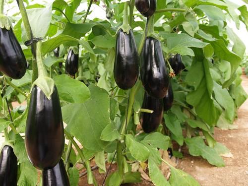 La lucha integrada se consolida en el cultivo de berenjena gracias al Nesidiocoris tenuis