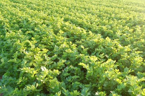 El Grupo Hortiberia apuesta por fomentar el consumo de productos ecológicos en España como un valor añadido para incrementar las ventas