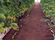 La Junta ofrece a los agricultores concesionarios del Instituto de Reforma Agraria (IARA) la posibilidad de adquirir las parcelas