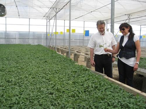 La Junta propone la concesión de casi 900.000 euros de subvención a 14 semilleros almerienses para mejorar la producción de plantones y plantas