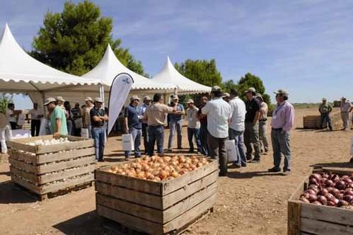 Seminis presenta sus nuevas variedades de cebolla a los agricultores en Castilla-La Mancha