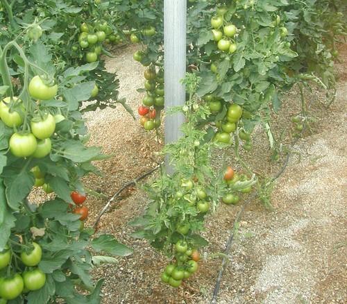 Coag-Almería denuncia que el virus de la cuchara ha obligado ya a arrancar 200 hectáreas de tomate en Níjar