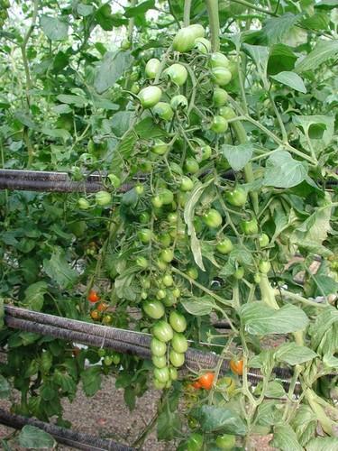 La campaña de tomate industrial concluye con un incremento del 26 por ciento en rendimiento por hectárea