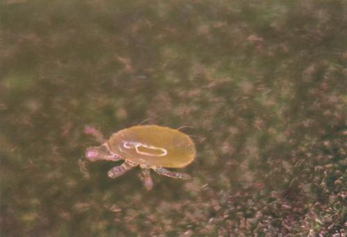 La suelta de 12.000 millones de insectos marca el inicio de la campaña de cultivo en los invernaderos andaluces