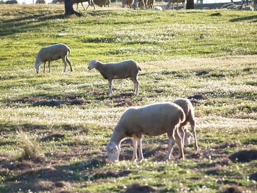 El periodo de contratación del seguro para la cobertura de daños por falta de pastos finaliza el  31 de octubre en casi toda España