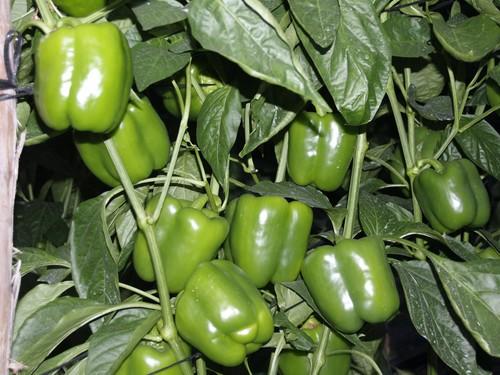 Los alimentos ecológicos se van asentando como una opción de consumo en alza por su calidad diferenciada en cuanto a su método de producción