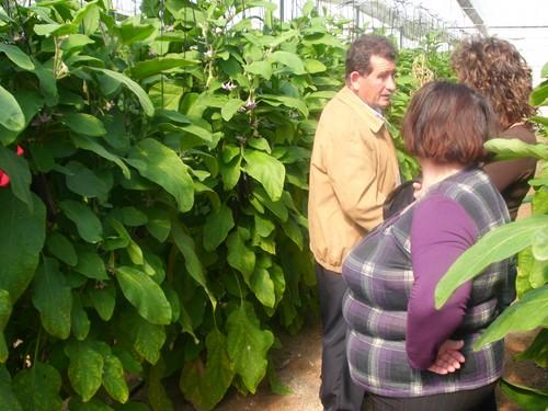 Andalucía permitirá que la Orden de mejora de productividad en invernaderos de tomate beneficie a otras frutas y hortalizas