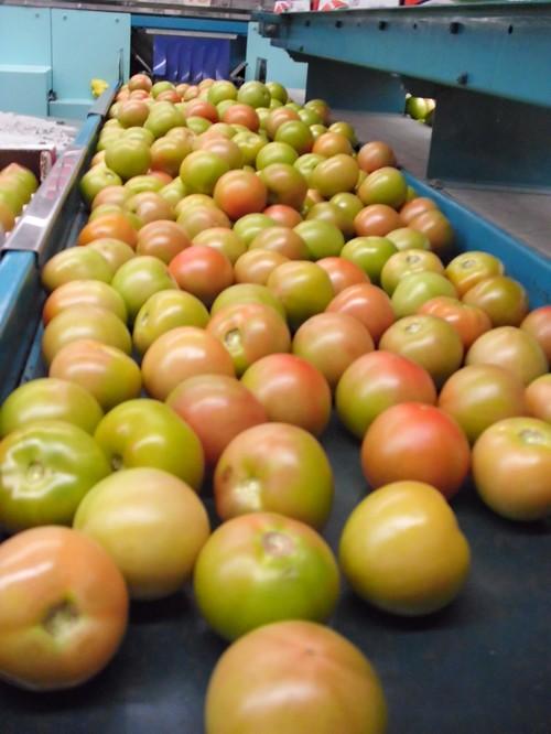 Cooperativas Agro-alimentarias satisfecha con la vigencia del sistema actual de fomento y apoyo comunitario a las Organizaciones de Productores de Frutas y Hortalizas
