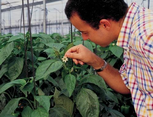 Vicasol centra sus esfuerzos de innovación en la lucha contra enemigos naturales
