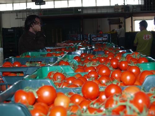 Hortyfruta afirma que la Tipificación se aplica a los productos y no a los envases