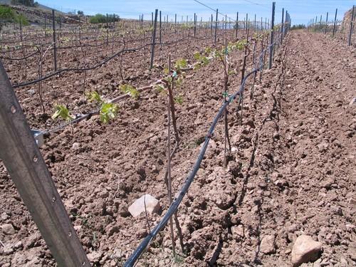 Agricultura habrá pagado 1.350 millones de euros en concepto de ayudas directas de la PAC, antes de finalizar 2010
