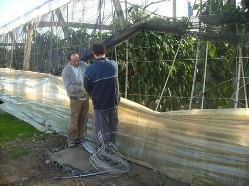 Un agricultor de COAG Almería denuncia el robo de 12.000 kilos de pimiento y el destrozo de 4.000 kilos de producto