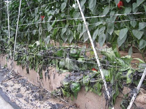 Un agricultor denuncia la quema de cerca de 150 metros de banda de invernadero