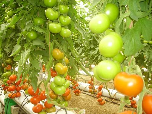 COAG Almería alerta de la caída de precios por encima del 60% en algunas hortalizas