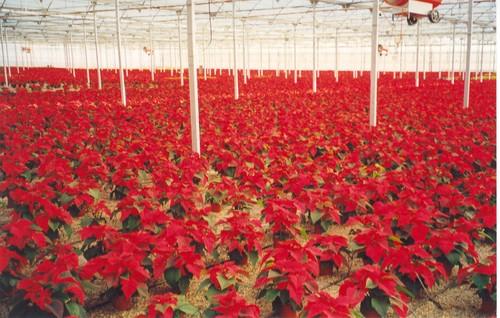 La Navidad se tiñe de rojo