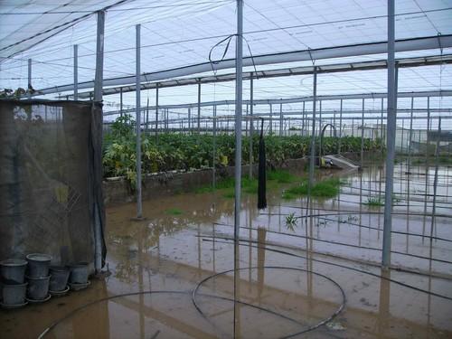 COAG Almería reclama a las administraciones públicas que actúen ante las lluvias que han anegado invernaderos y caminos en el Poniente